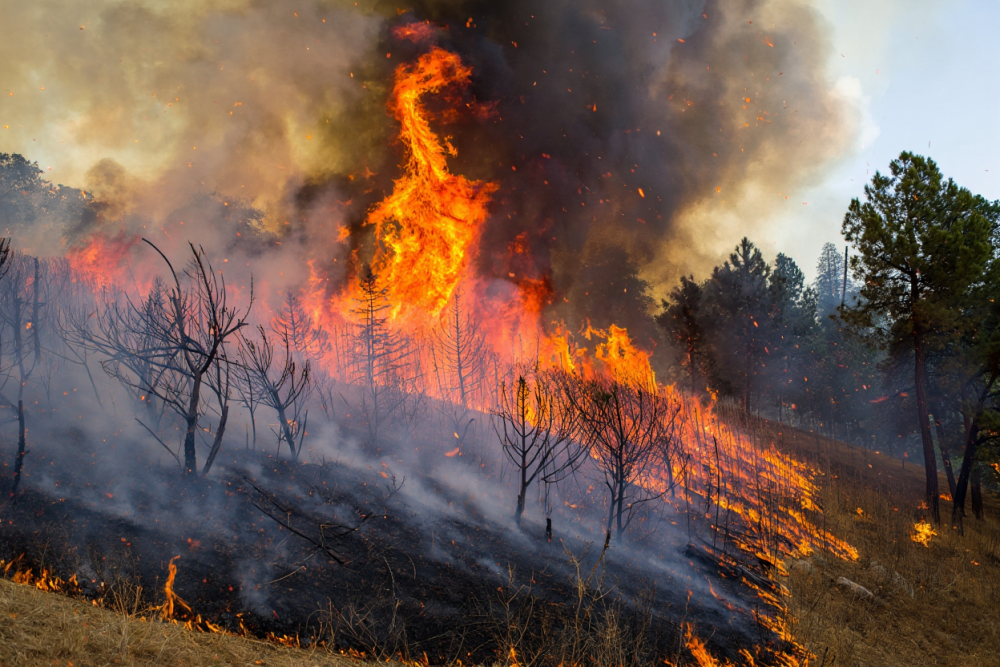 What is the Typical Wildfire Season in Georgia? 